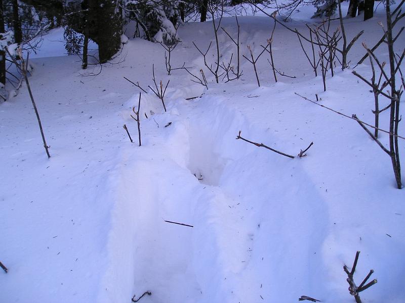 Stinson (20).JPG - At one point on the trail  we found some deep footprints from a passing moose. Looks like he was going after some of the pine fronds.